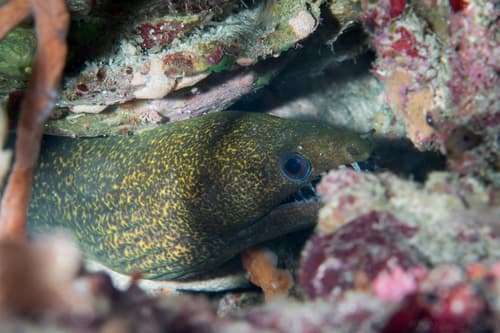Dark-spotted Moray