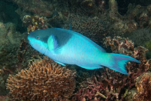 Darkcap Parrotfish