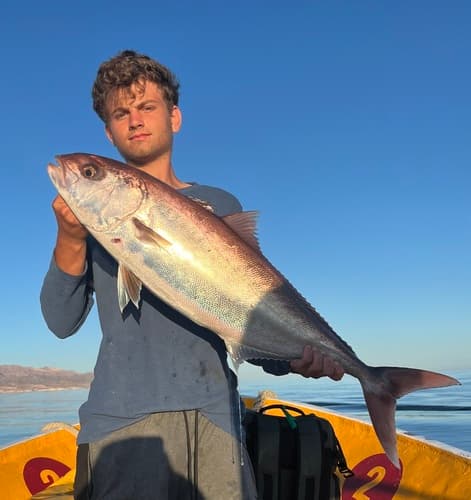 Darkfin Amberjack