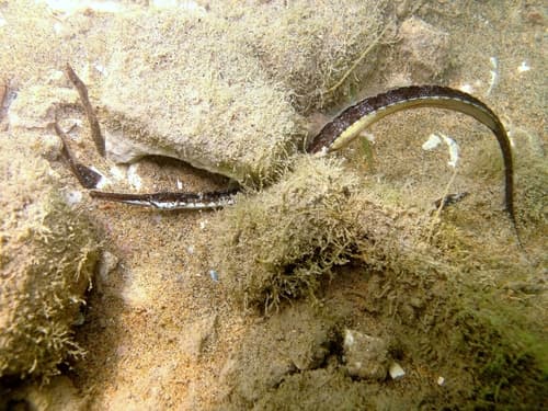 Darkflank Pipefish