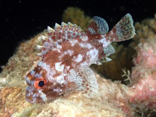 Darkspotted Scorpionfish