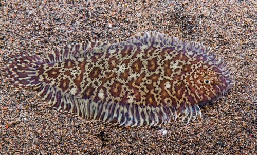 Darkspotted Sole