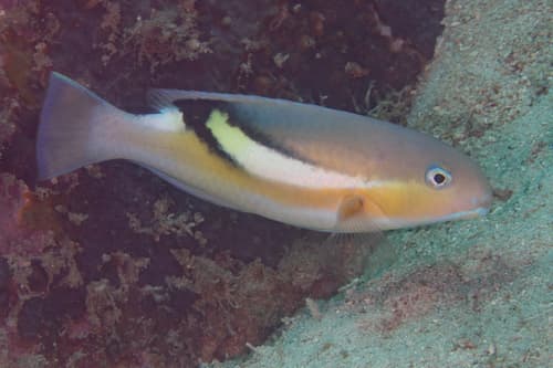 Darkstripe Tuskfish