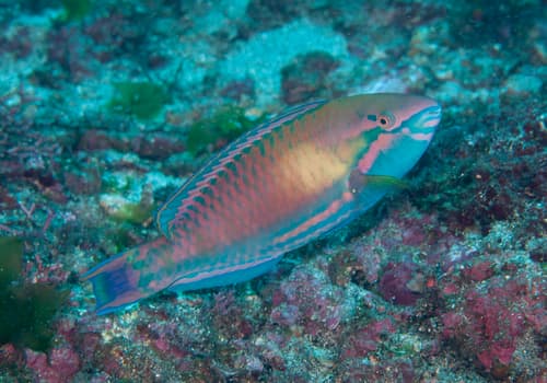 Darktail Parrotfish