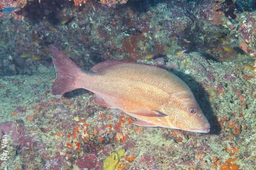 Darktail Snapper