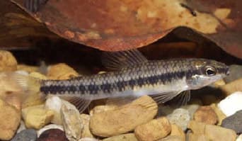 Darter Characin