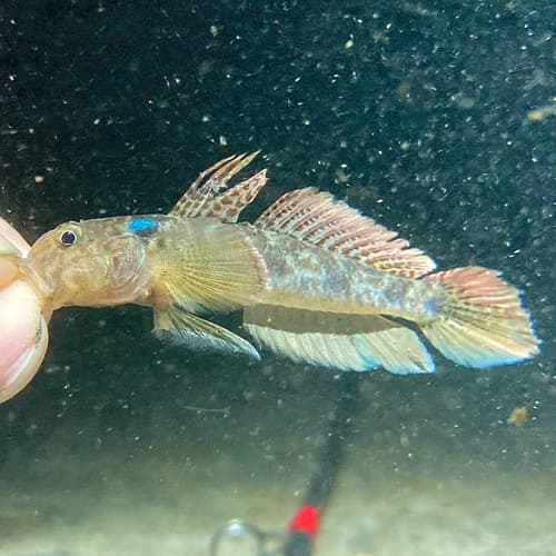 Darter Goby