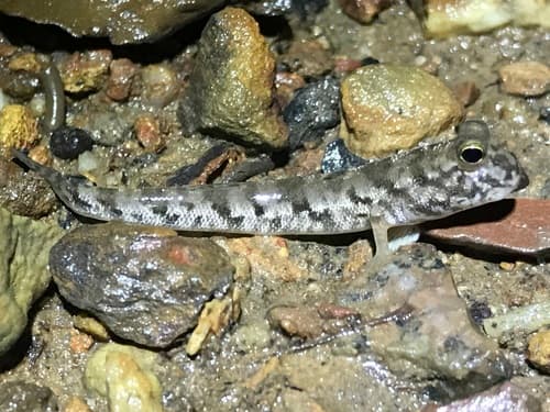 Darwin's Mudskipper