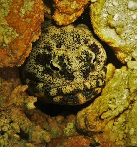 Darwin Jawfish
