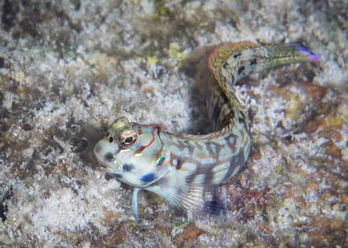 Dashed-line Blenny