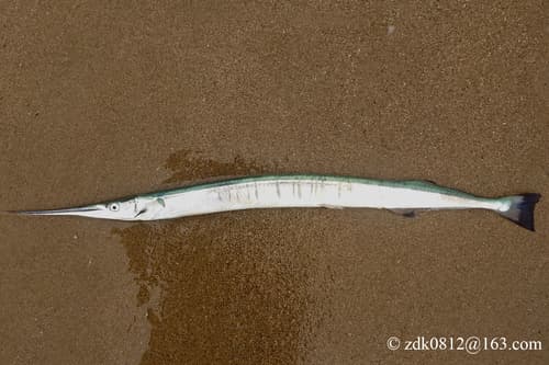 Datsu Needlefish