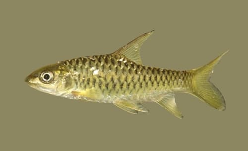 Deccan Mahseer
