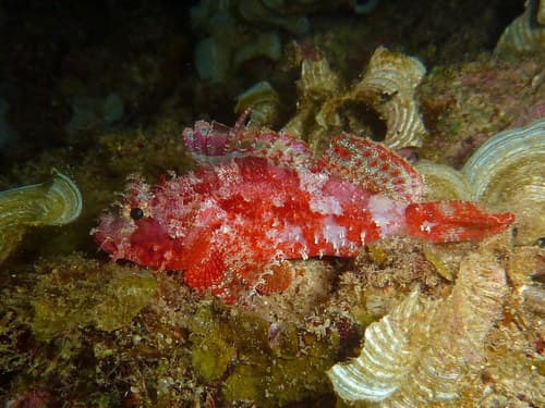 Decoy Scorpionfish
