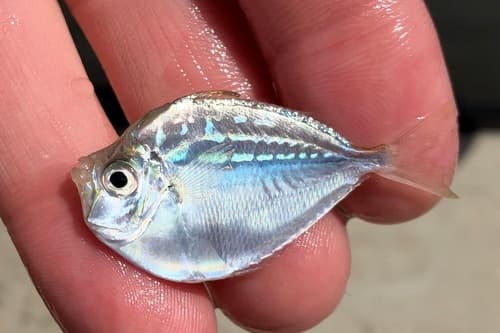 Deep Pugnose Ponyfish