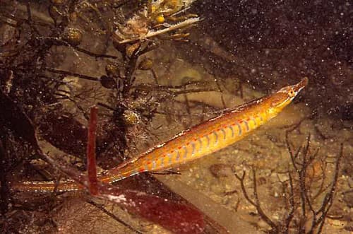 Deepbody Pipefish