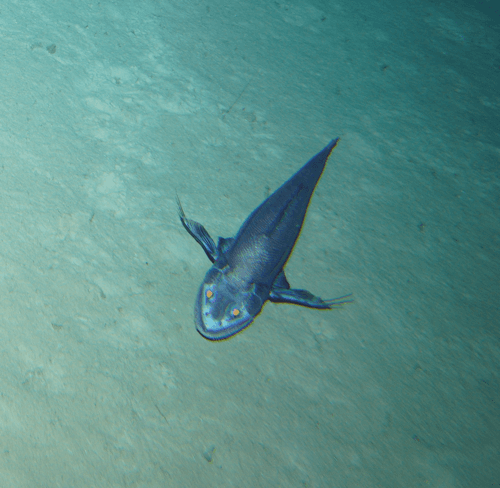 Deepsea Lizardfish