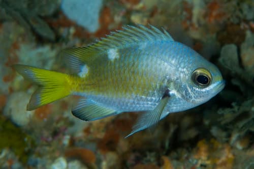 White-spot Chromis