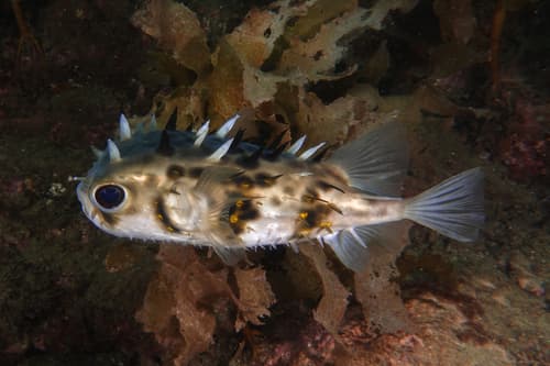Deepwater Burrfish