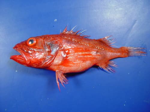 Deepwater Scorpionfish