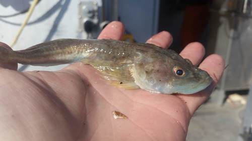 Deepwater Sculpin