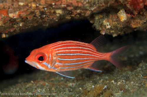 Deepwater Squirrelfish