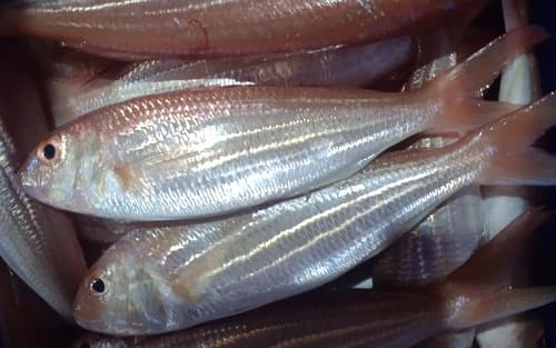 Delagoa Threadfin Bream