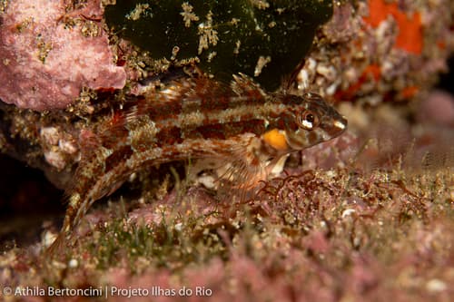 Delaland Blenny