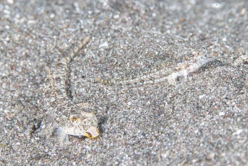 Delicate Dragonet