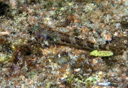 Delicate triplefin