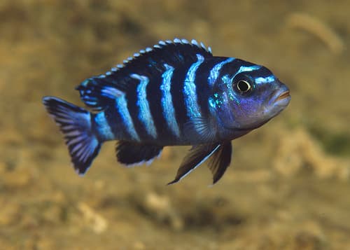 Demason's Cichlid