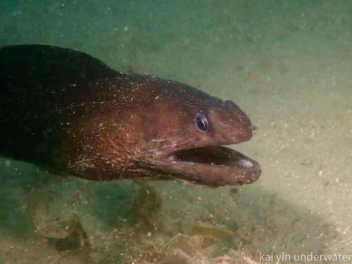 Demon Moray