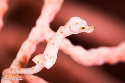 Denise's Pygmy Seahorse