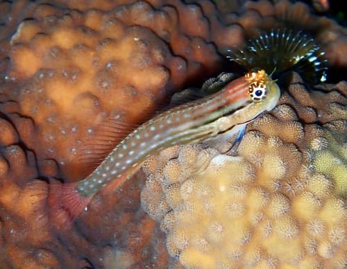 Dentex Blenny