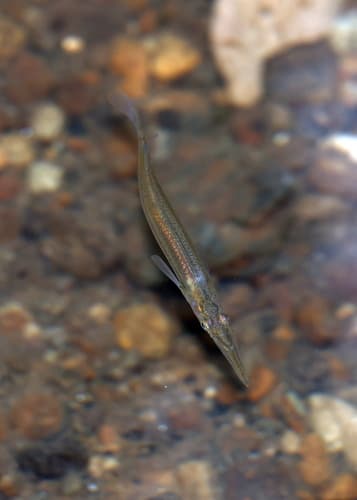 Freshwater Halfbeak