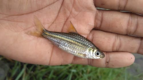 Desmopuntius gemellus