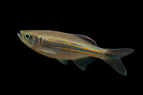 Affinis Danio
