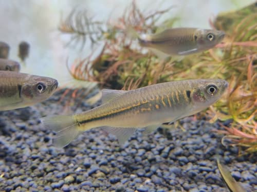 Golden-banded Devario