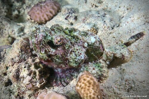 Devil Scorpionfish