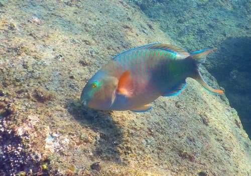 Dhofar Parrotfish