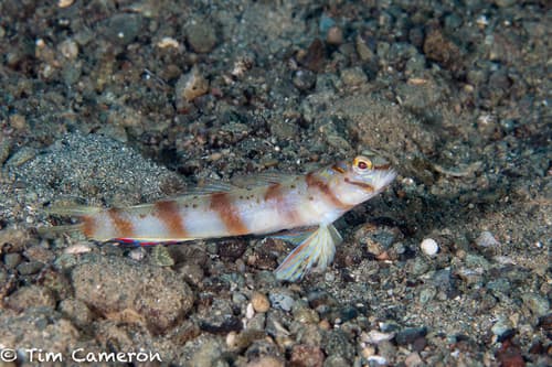 Diagonal Shrimpgoby
