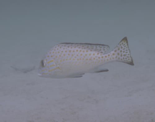 Goldspotted Sweetlips