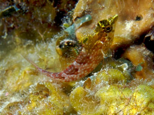 Diamond Blenny