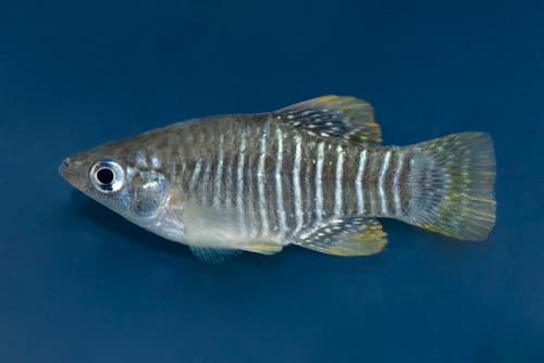 Diamond Killifish