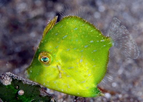 Diamond Leatherjacket