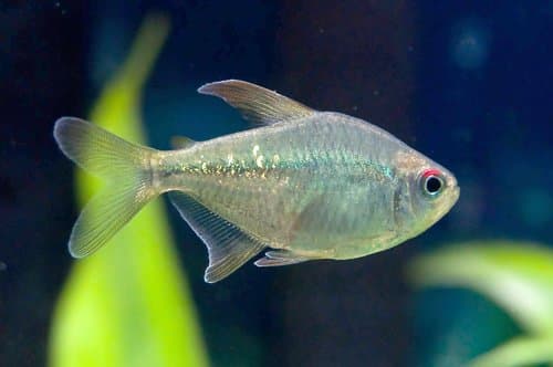 Diamond Tetra