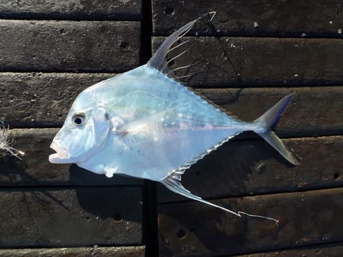 Diamond Trevally