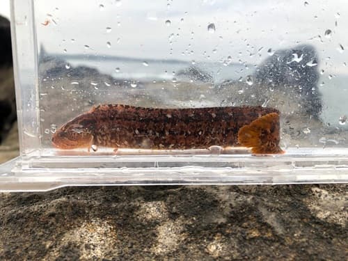 Red-spotted Prickleback