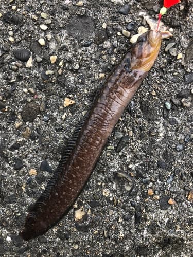 Dictyosoma temminckii