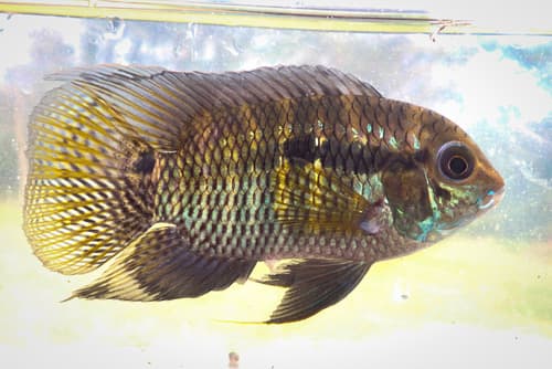 Dimerus Cichlid