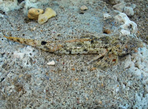 Hooded Dragonet